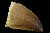 Mosasaur (Prognathodon) Tooth - Morocco #118884-1